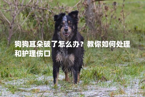 狗狗耳朵破了怎么办？教你如何处理和护理伤口