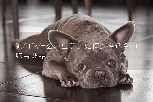 狗狗吃什么驱虫药，如何选择适合的驱虫药品？