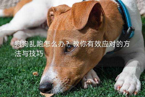 狗狗乱跑怎么办？教你有效应对的方法与技巧