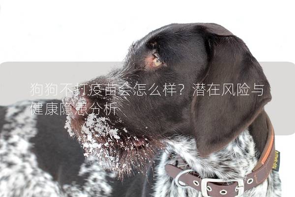 狗狗不打疫苗会怎么样？潜在风险与健康隐患分析