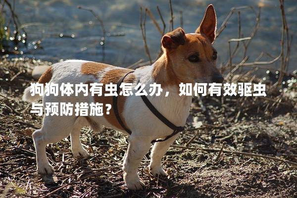 狗狗体内有虫怎么办，如何有效驱虫与预防措施？