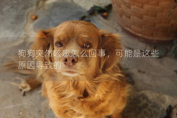 狗狗突然咳嗽怎么回事，可能是这些原因导致的