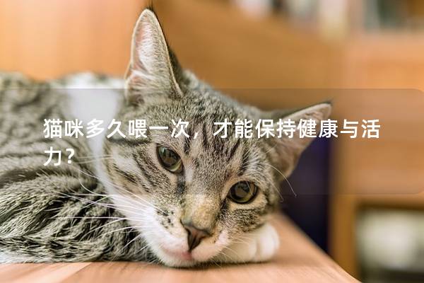 猫咪多久喂一次，才能保持健康与活力？