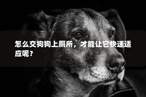 怎么交狗狗上厕所，才能让它快速适应呢？