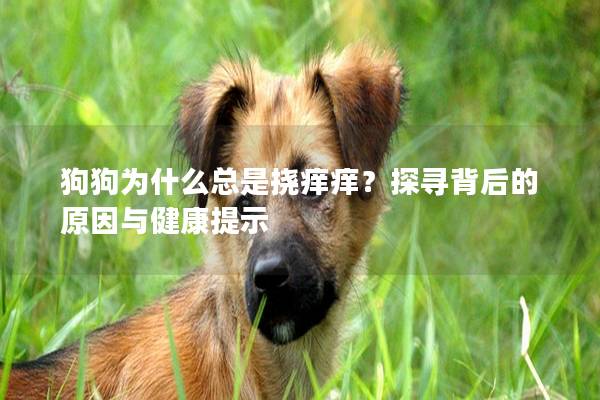 狗狗为什么总是挠痒痒？探寻背后的原因与健康提示