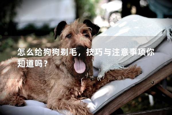 怎么给狗狗剃毛，技巧与注意事项你知道吗？