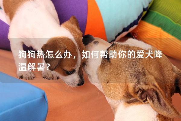 狗狗热怎么办，如何帮助你的爱犬降温解暑？