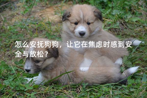 怎么安抚狗狗，让它在焦虑时感到安全与放松？