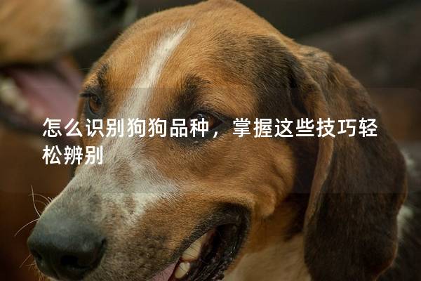 怎么识别狗狗品种，掌握这些技巧轻松辨别