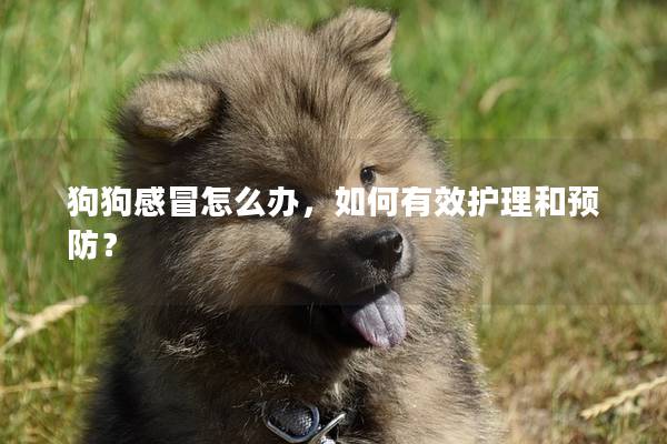 狗狗感冒怎么办，如何有效护理和预防？