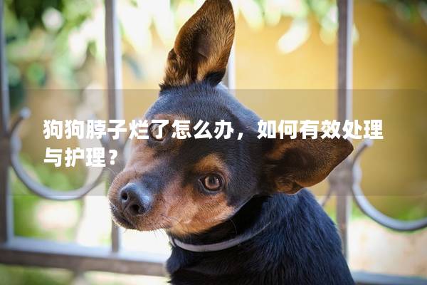 狗狗脖子烂了怎么办，如何有效处理与护理？