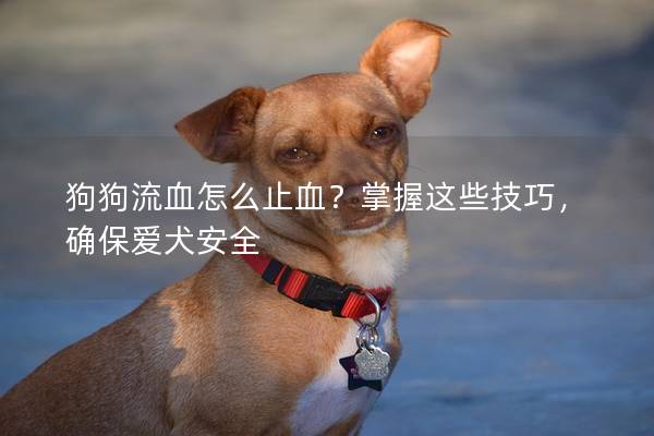 狗狗流血怎么止血？掌握这些技巧，确保爱犬安全