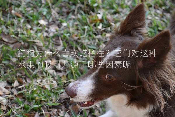 狗狗为什么喜欢吃榴莲？它们对这种水果的吸引力源于哪些因素呢