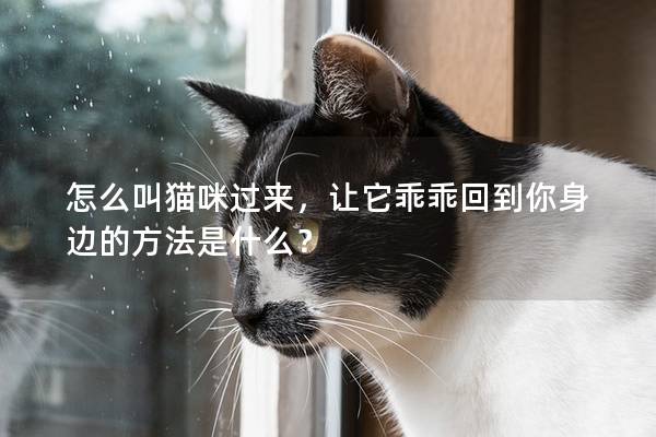 怎么叫猫咪过来，让它乖乖回到你身边的方法是什么？