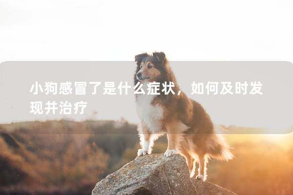 小狗感冒了是什么症状，如何及时发现并治疗