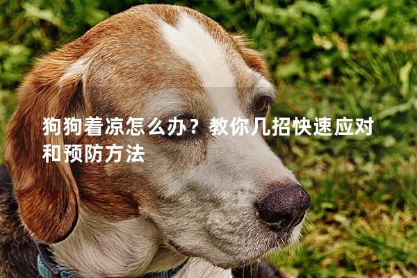 狗狗着凉怎么办？教你几招快速应对和预防方法