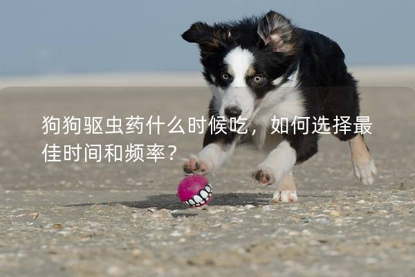 狗狗驱虫药什么时候吃，如何选择最佳时间和频率？
