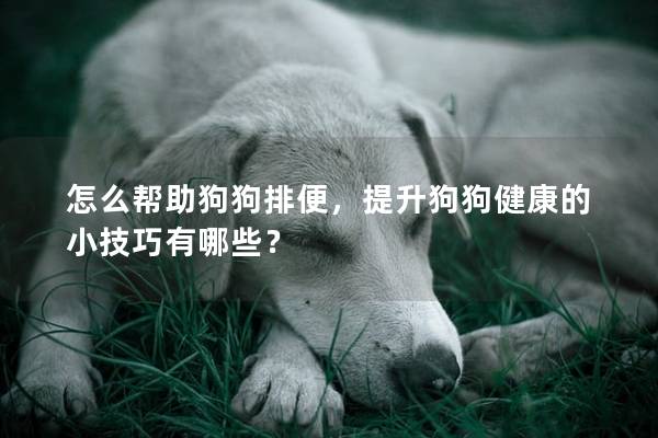 怎么帮助狗狗排便，提升狗狗健康的小技巧有哪些？
