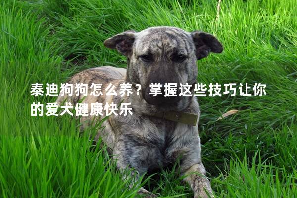 泰迪狗狗怎么养？掌握这些技巧让你的爱犬健康快乐