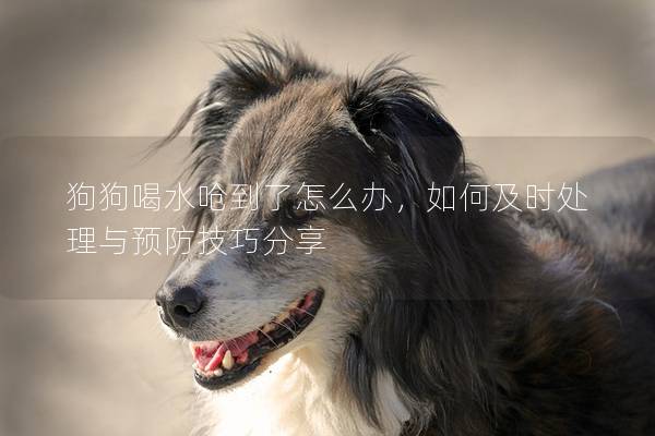 狗狗喝水呛到了怎么办，如何及时处理与预防技巧分享