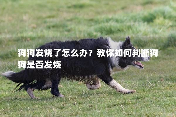 狗狗发烧了怎么办？教你如何判断狗狗是否发烧