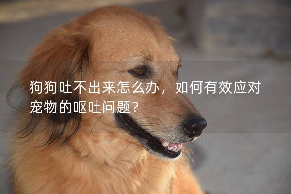 狗狗吐不出来怎么办，如何有效应对宠物的呕吐问题？