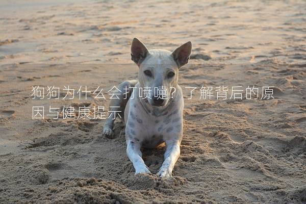 狗狗为什么会打喷嚏？了解背后的原因与健康提示