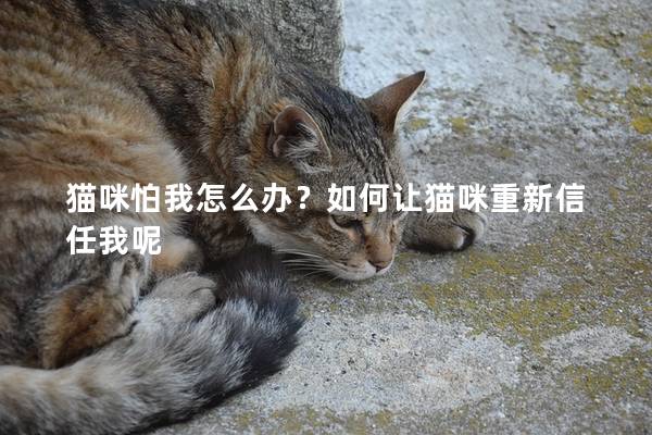 猫咪怕我怎么办？如何让猫咪重新信任我呢