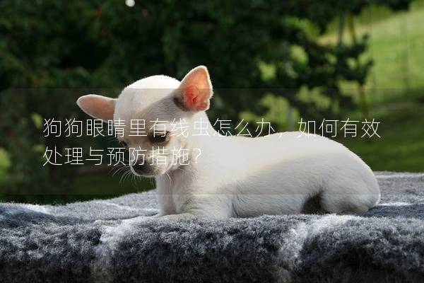 狗狗眼睛里有线虫怎么办，如何有效处理与预防措施？