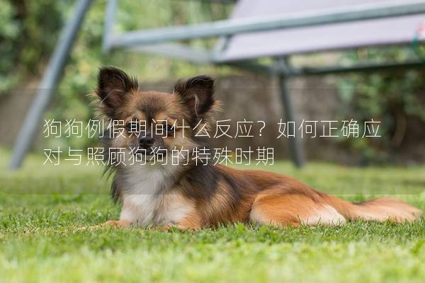 狗狗例假期间什么反应？如何正确应对与照顾狗狗的特殊时期