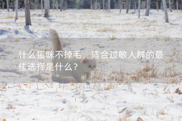 什么猫咪不掉毛，适合过敏人群的最佳选择是什么？