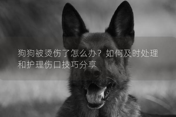 狗狗被烫伤了怎么办？如何及时处理和护理伤口技巧分享