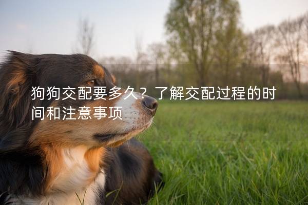 狗狗交配要多久？了解交配过程的时间和注意事项