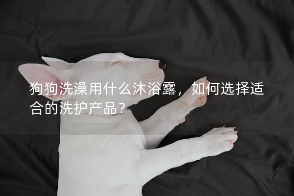 狗狗洗澡用什么沐浴露，如何选择适合的洗护产品？