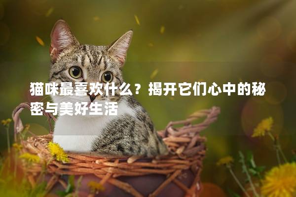 猫咪最喜欢什么？揭开它们心中的秘密与美好生活