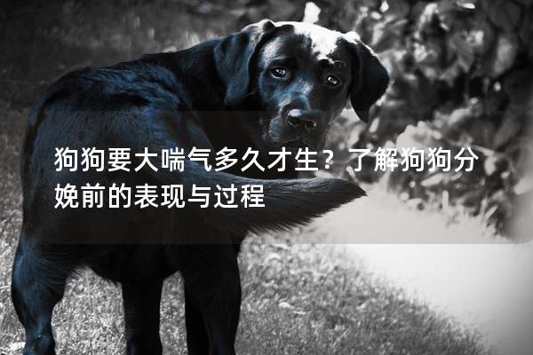 狗狗要大喘气多久才生？了解狗狗分娩前的表现与过程