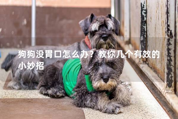 狗狗没胃口怎么办？教你几个有效的小妙招