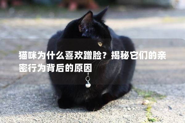 猫咪为什么喜欢蹭脸？揭秘它们的亲密行为背后的原因