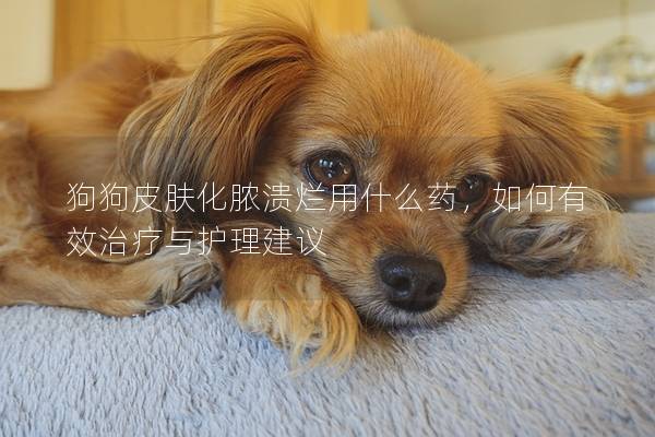 狗狗皮肤化脓溃烂用什么药，如何有效治疗与护理建议