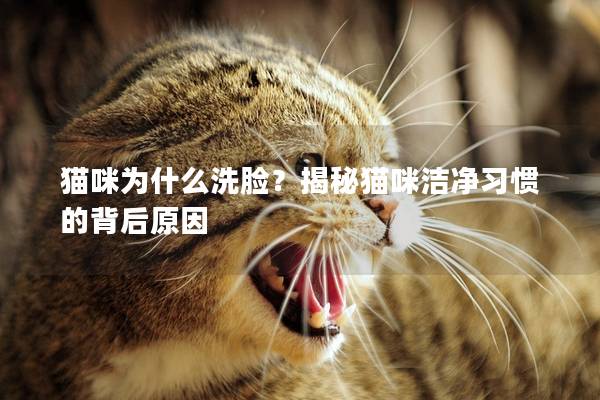 猫咪为什么洗脸？揭秘猫咪洁净习惯的背后原因