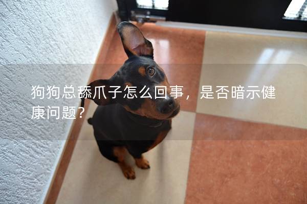 狗狗总舔爪子怎么回事，是否暗示健康问题？