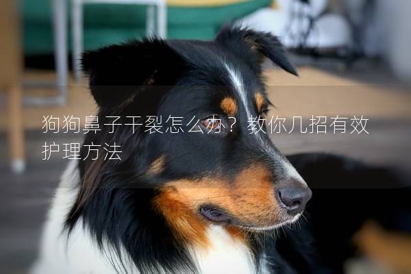 狗狗鼻子干裂怎么办？教你几招有效护理方法