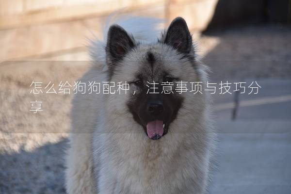 怎么给狗狗配种，注意事项与技巧分享