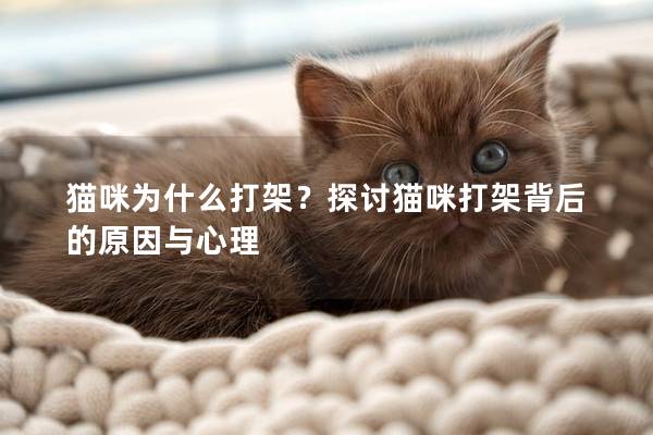 猫咪为什么打架？探讨猫咪打架背后的原因与心理