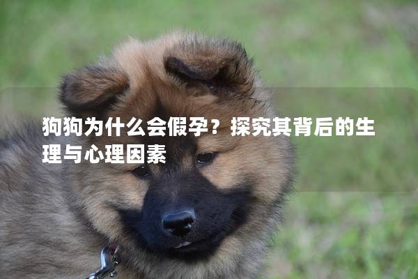 狗狗为什么会假孕？探究其背后的生理与心理因素