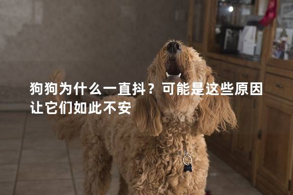 狗狗为什么一直抖？可能是这些原因让它们如此不安