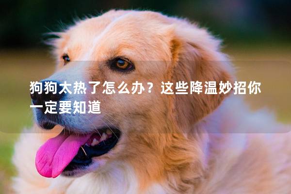 狗狗太热了怎么办？这些降温妙招你一定要知道