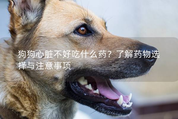 狗狗心脏不好吃什么药？了解药物选择与注意事项