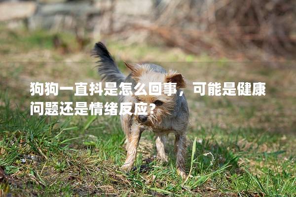 狗狗一直抖是怎么回事，可能是健康问题还是情绪反应？