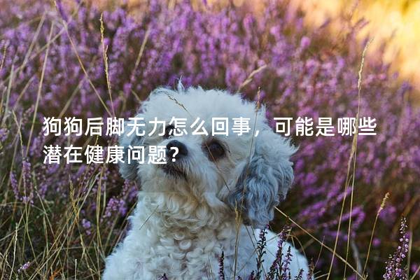 狗狗后脚无力怎么回事，可能是哪些潜在健康问题？
